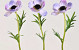 Anemone 30cm violet