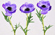 Anemone 30cm purple