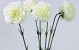 Dianthus 55cm blanc