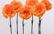 Carnation 55cm orange