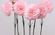 Anjer 55cm roze