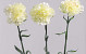 Carnation 60cm white