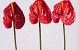 Anthurium 40cm - 10cm red