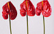 Anthurium 40cm - 10cm rood