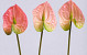 Anthurium 40cm - 10cm roze