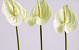 Anthurium 40cm - 10cm white