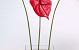 Flamingoblume 60cm - 16cm rot