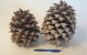 Digger Pine Cone diam.15-18cm