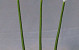 Calla 55cm weiss