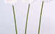 Gerbera 48cm cream