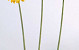 Gerbera 48cm orange-gelb