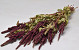 Amaranthus Caudatus Red 70cm