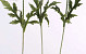 Klaproos wit 60cm