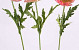 Klaproos oud roze 60cm