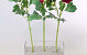 Renoncule 43cm cerise