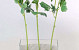 Renoncule 43cm vert