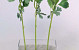 Ranonkel 43cm wit