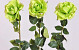 Rose 65cm vert
