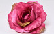 Rose D13cm Pink