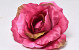 Rose D13cm Rose