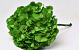 Hydrangea preserved Green D16cm