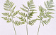 Lederfarn 60cm grün