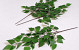 Berkentak blad 64cm
