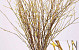 Bouleau Chatons Jaune 60cm 50Pack
