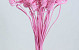 Cane Cone on 50cm stem pink