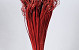 Curly Ting Rood 300 Stelen