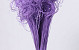 Curly Ting Lilac 300 Stems
