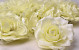 Rose D11cm Cream