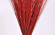 Bouquet Reed Cane Rouge 75cm