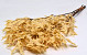 Eichenblatt Creme 50-60cm