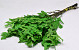 Eichenblatt Grün 50-60cm