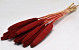 Babala Rouge 10pcs 70cm 