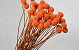 Craspedia Orange, per stem