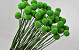 Craspedia Groen, per steel