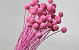 Craspedia Pink, per stem