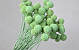Craspedia Mint Green, per stem