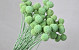Craspedia Mintgroen, per steel