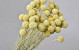 Craspedia pastel yellow, per stem