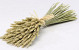 Dried Bouquet Wheat 45cm Flat