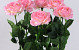 Rose Chute 70cm ultra rose