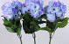 Hortensia Giant 75cm bleu