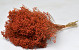 Broom Bloom Orange 50cm