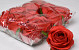Rose D9cm Red