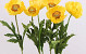 Coquelicot 60cm