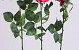 Rose half-open 84cm pink