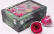 Rozenkoppen 6cm fuchsia roze